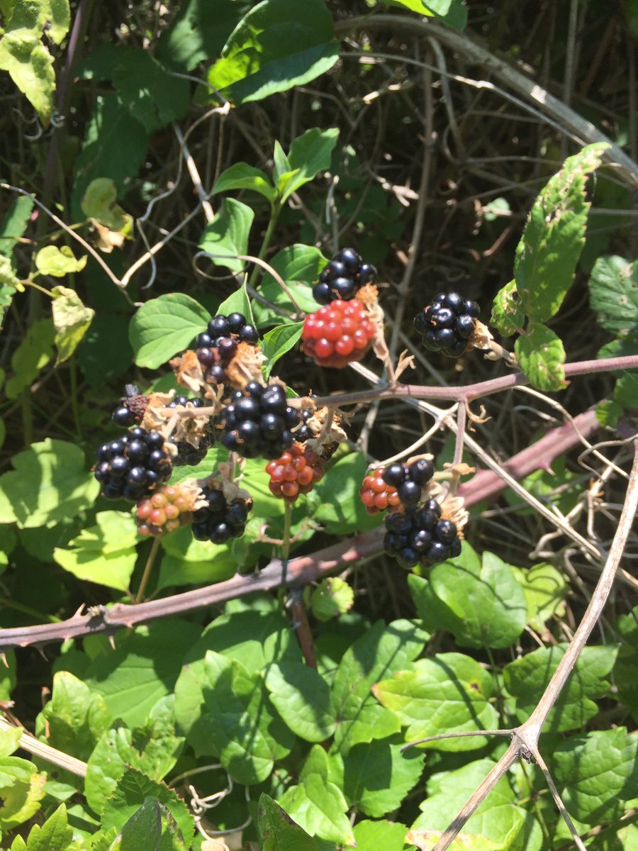 TakeItalian's tweet image. We love our territory, we love our animals and love our plants. For this reason, the products we offer you are made with love #Haarlem