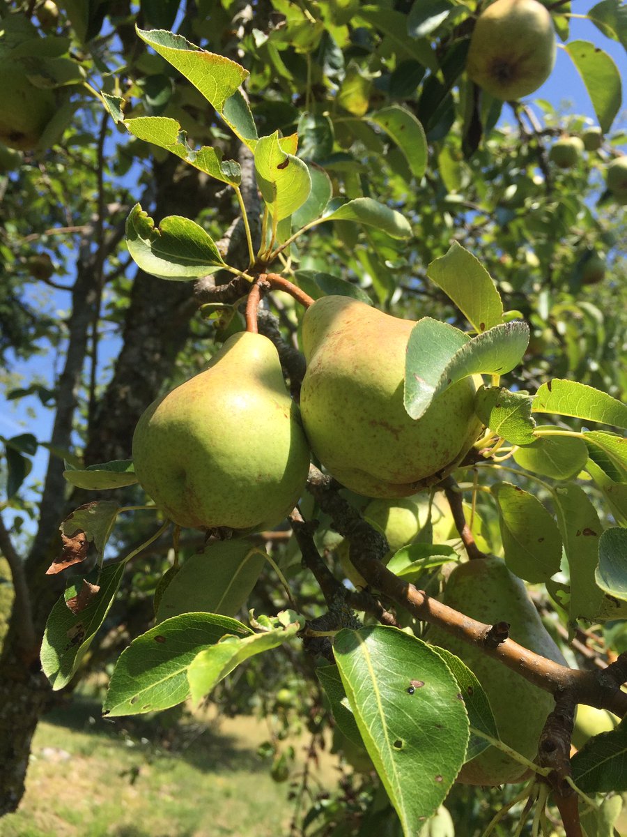 TakeItalian's tweet image. We love our territory, we love our animals and love our plants. For this reason, the products we offer you are made with love #Haarlem