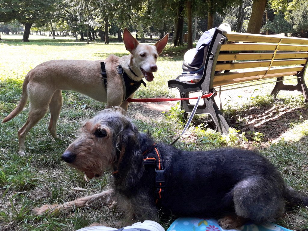 GILGERVA's tweet photo. Relax nel parco di Monza 😴 @marapaganella  @iamlp https://t.co/K6ylpN93QT