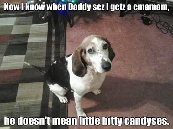AAbuffAA's tweet photo. #worstdogever https://t.co/4JwYv2rf4M