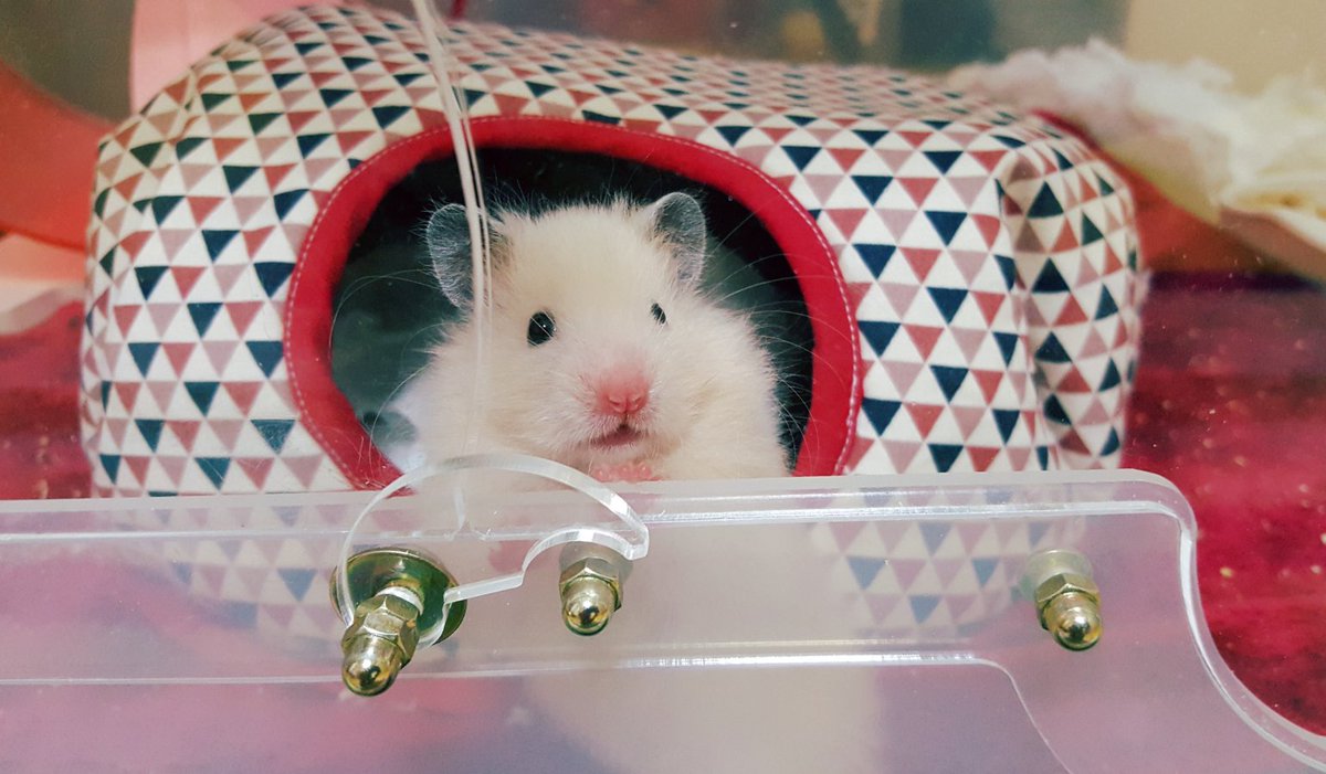 HamBreads's tweet photo. 술빵이 어릴때 https://t.co/kxzk9F7tC9