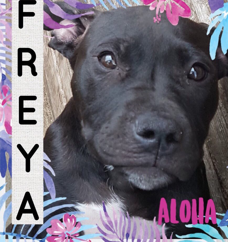 karen73984451's tweet photo. #adoptdontshop #Super cutie patootie ready & waiting on a super duper home 🏡 #Freya #Freyas FureverHome @NWDogRescue https://t.co/EaIsoWfhj1