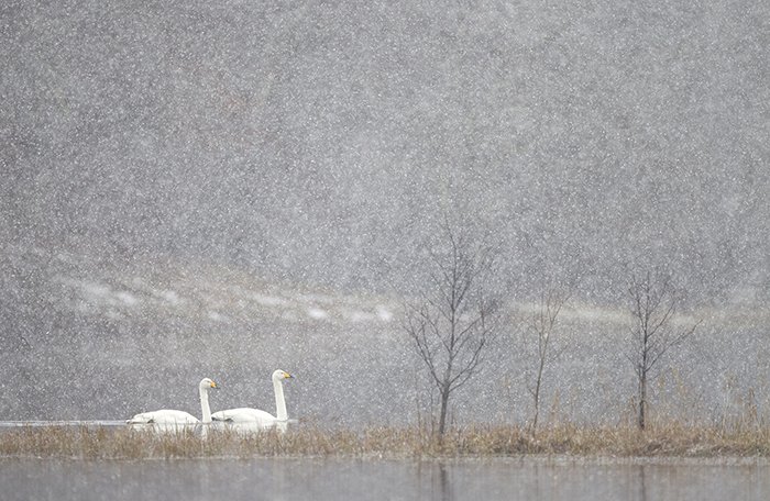 PCairnsPhoto's tweet photo. Couple of places left on @northshots wildlife photour (Feb). Red squirrels, red deer, red grouse all in white stuff. https://t.co/KV2LjtuTrk https://t.co/sndwnCFVsr