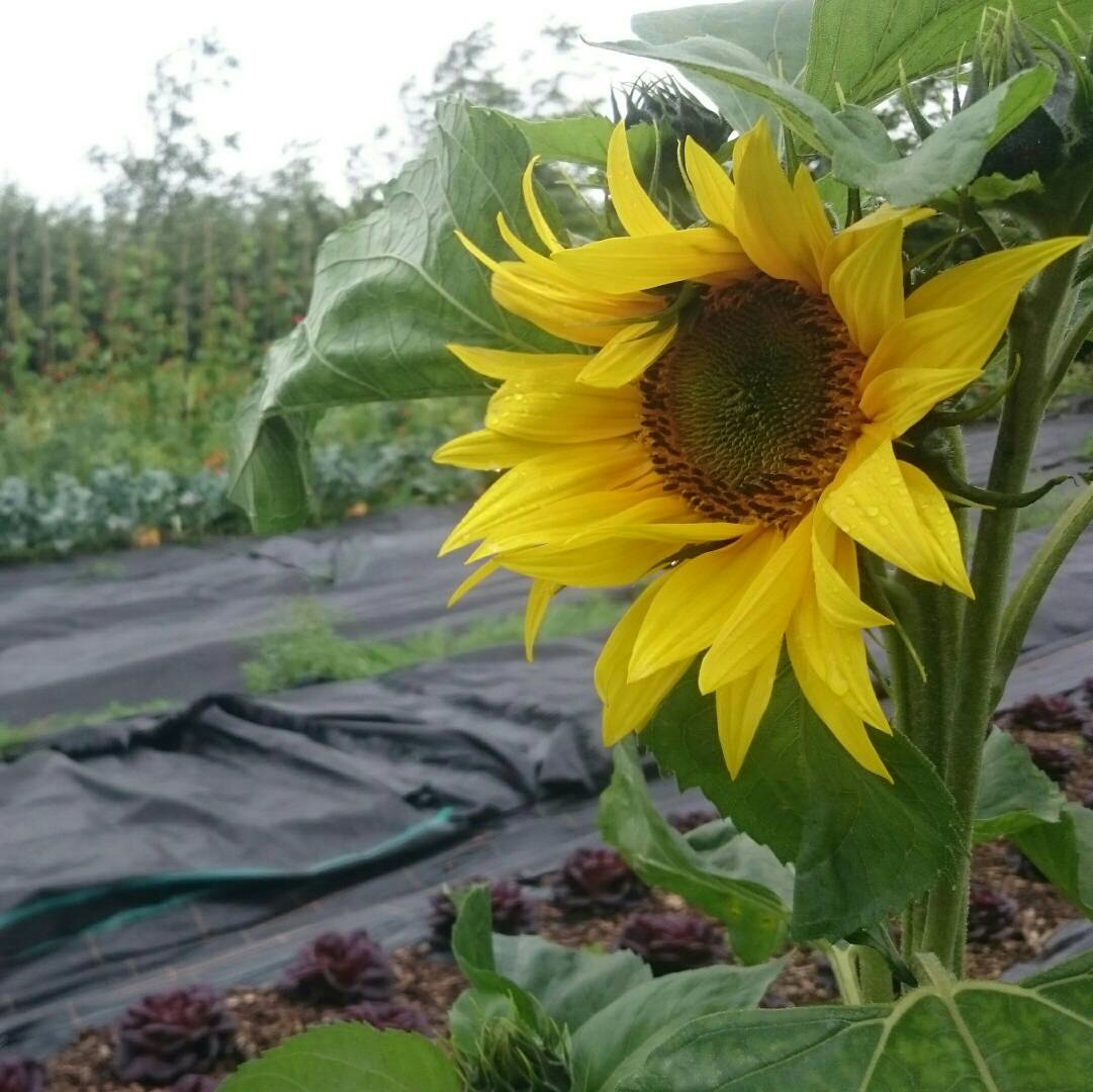 VallisVeg's tweet photo. Yippeeeeeeeee our sunflowers are blooming 🌻🐝🌻🐞🌻🐛🌻🕷🌻🐜🌻
#happybees #pollinationforthenation
#sunshineonacloudyday #wellrooted #bloominggood https://t.co/4upk61gtOv