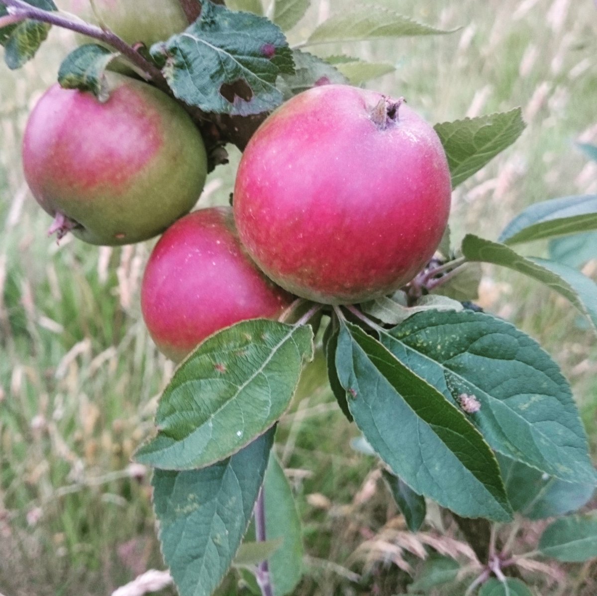 flogrows's tweet photo. Community #apples are coming on in our #CommunityOrchard :D 
#LaxtonsSuperb sponsored by Sugar and Spice #Llandrindod https://t.co/KhVLzuXjML