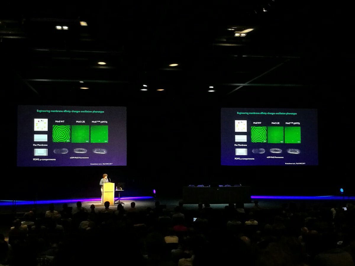 ASTascini's tweet photo. Sheena Radford, Petra Schwille, Sarah Rauscher and Anna Peacock: 4 great examples of #WomeninSTEM at #Biophysics2017! Amazing talks! https://t.co/8gP764jdG3