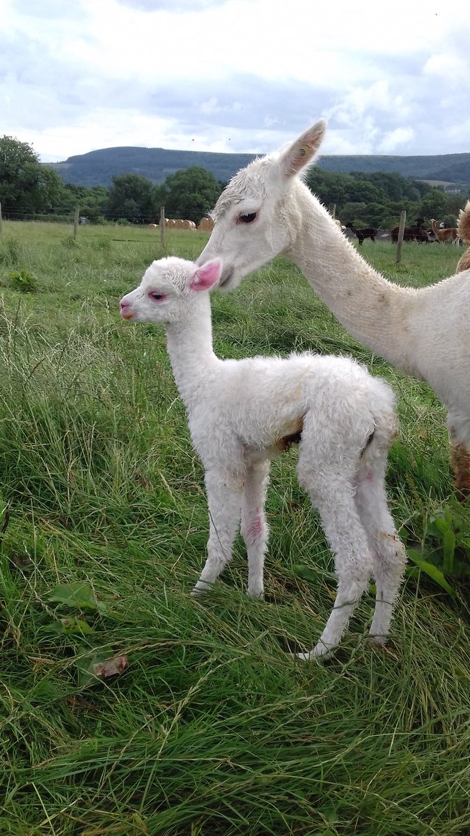 WaterHallFarm1's tweet photo. Meet our 1st and 2nd #cria of #summer so far! https://t.co/DVpXDfrDoO