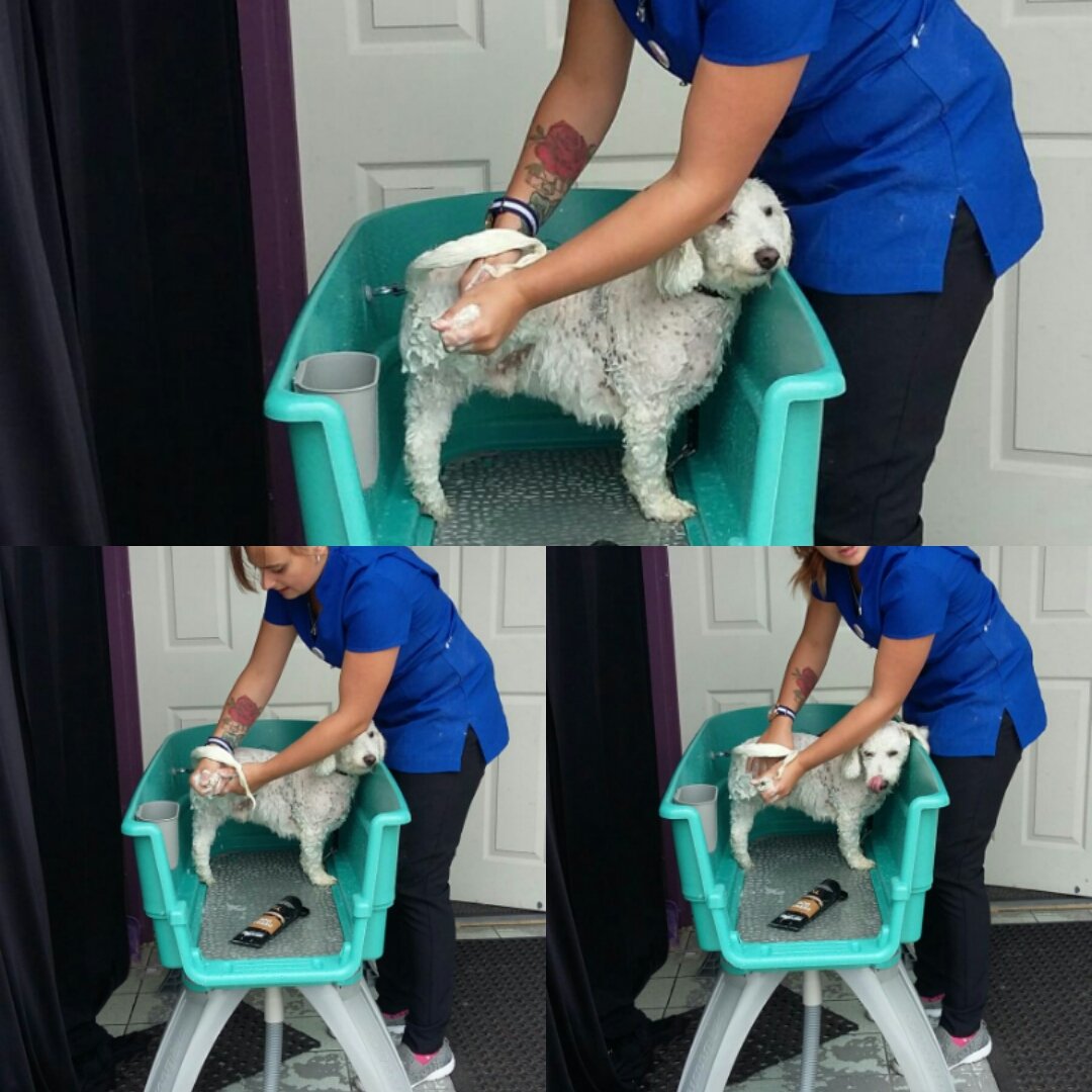 FranksDgcs's tweet photo. Some of my recent Grooms as not posted for while.. Now in new studio space. #doggroomer #grooming #selfemployed #lovemyjob #Franksdgcs 🐶💞 https://t.co/iMTC4HxWBZ