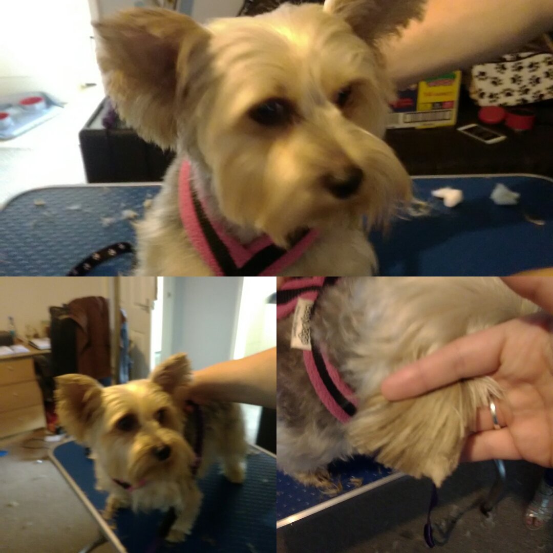 FranksDgcs's tweet photo. Some of my recent Grooms as not posted for while.. Now in new studio space. #doggroomer #grooming #selfemployed #lovemyjob #Franksdgcs 🐶💞 https://t.co/iMTC4HxWBZ