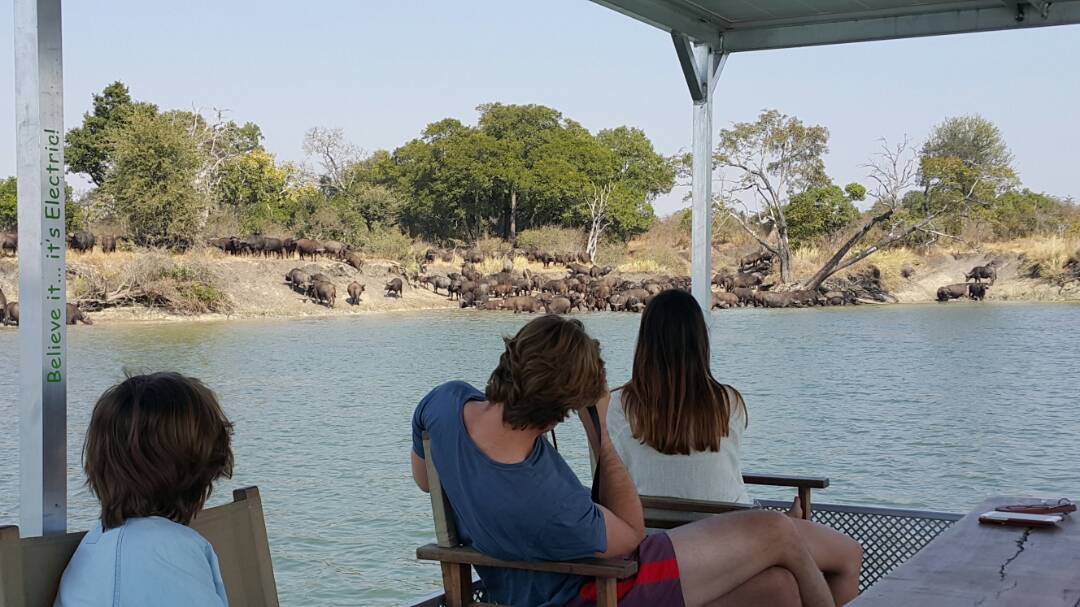 IlaLodge's tweet photo. #Baffalo @IlaLodge https://t.co/lisAy28iFM