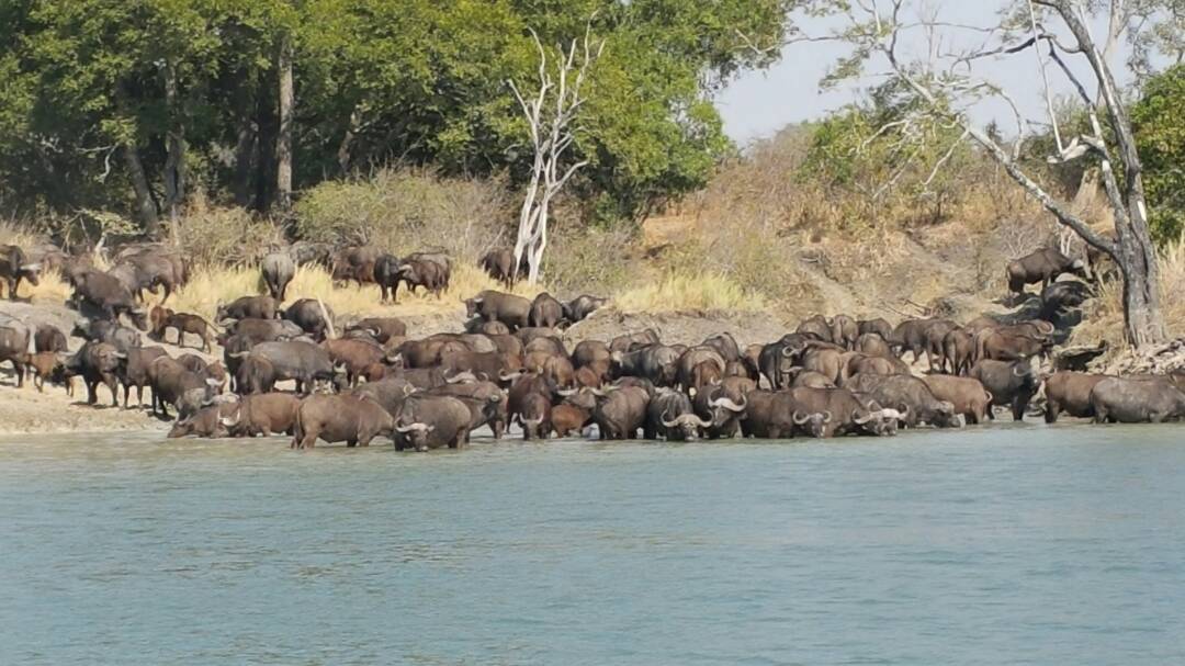 #Baffalo <a href="/IlaLodge/">Ila Safari Lodge</a>