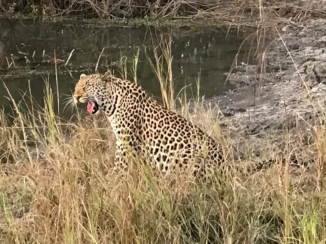 IlaLodge's tweet photo. #leopard @IlaLodge https://t.co/8Z4YAmUG5u