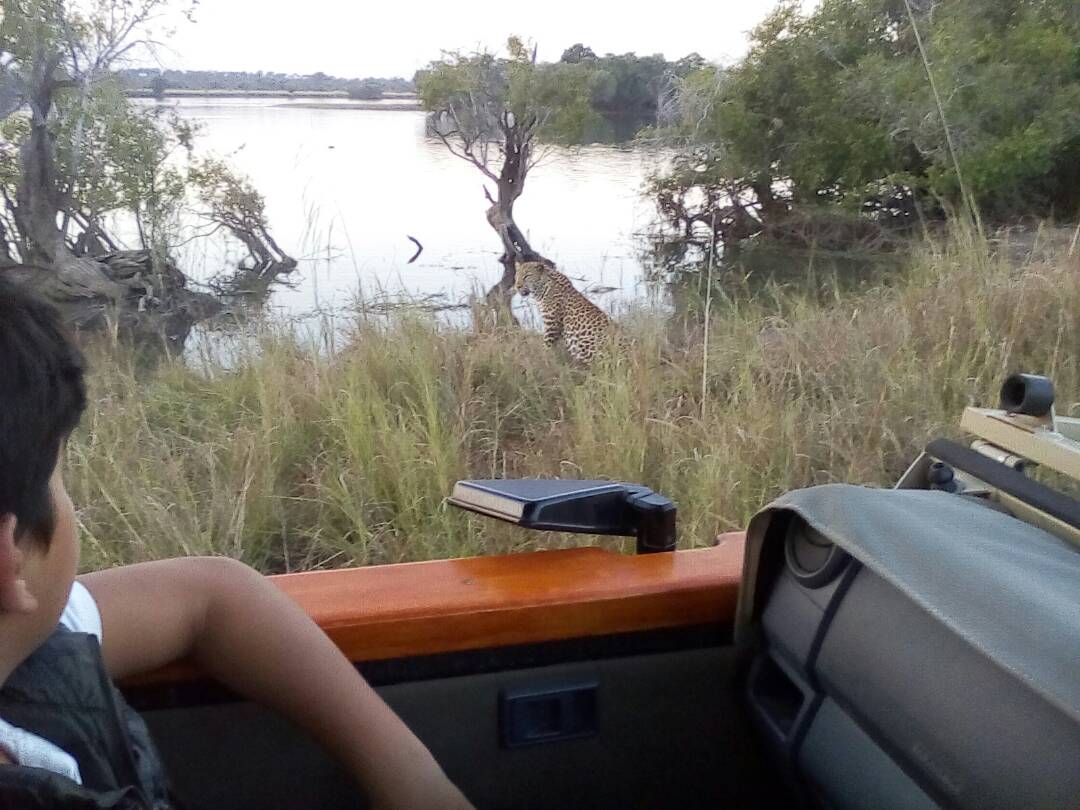 #leopard <a href="/IlaLodge/">Ila Safari Lodge</a>