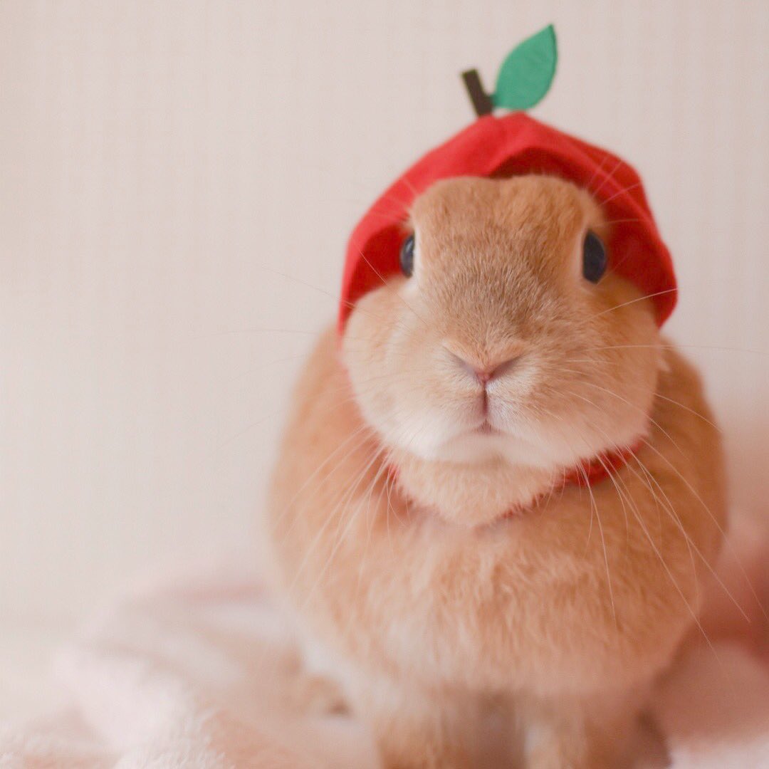 とと様 お月様に引きこもりうさぎ ととからお願い 飼いやすいと言われてるうさぎ様ですが 毛は抜けるし毎日掃除しないと臭うしトイレは覚えるけど嫌がらせor縄張り主張でおもらし するしメスは避妊手術しないと必ず子宮の病気になるし犬や猫みたいに懐か