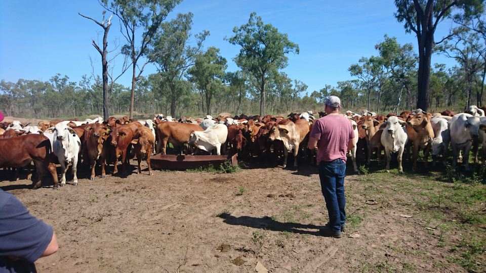 AGBU_GENE's tweet photo. David Johnston up nth with the 16' drop heifers, currently being ovarian scanned to measure age of puberty #repronomics #genomics #beef https://t.co/11u2XW9eT9