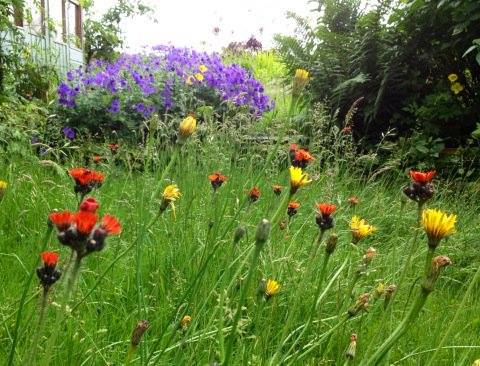 WildlifeTrusts's tweet photo. Leaving a patch of your lawn to grow long is a fast and easy way to help bees (and other wildlife!) #BeesNeeds #wildaboutgardens https://t.co/BUyVH9nmWa