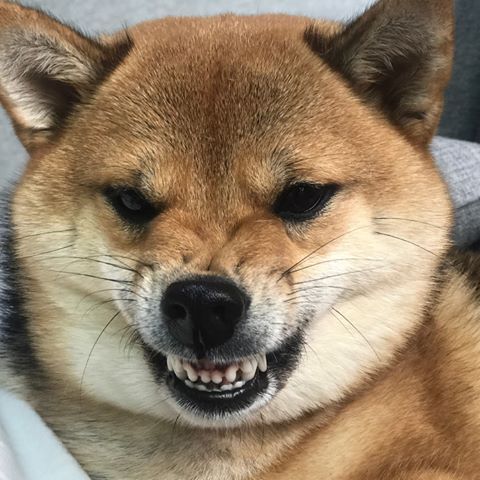 <a href="/JOJISIM/">조지심</a> 그렇다면 성난 시바견이 될게요