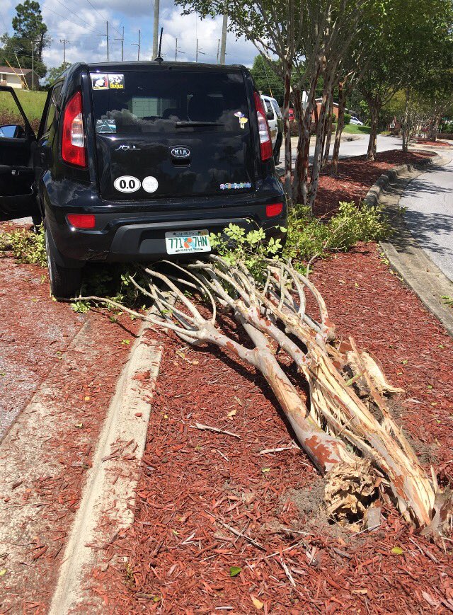 kaaaaiiiiaaaa__'s tweet photo. #ripkia #riptree https://t.co/qURd63zJht