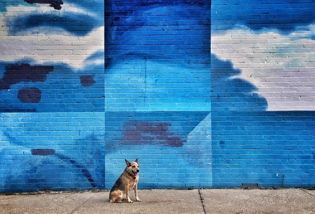 jimurquhartpixs's tweet photo. Chica the dog on the blue cloud wall. #photojournalism #nomad #nomadlife #dogsofinstgram #slc #utah #sl,ut #dogsar… https://t.co/ulu7eDnhOJ https://t.co/tjkJ9rqgHi