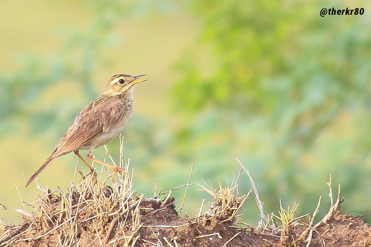 therkr80's tweet image. #PaddyFieldPipit
#Madurai
#TamilNadu
#India
#TheKingsSnaps
#July2017