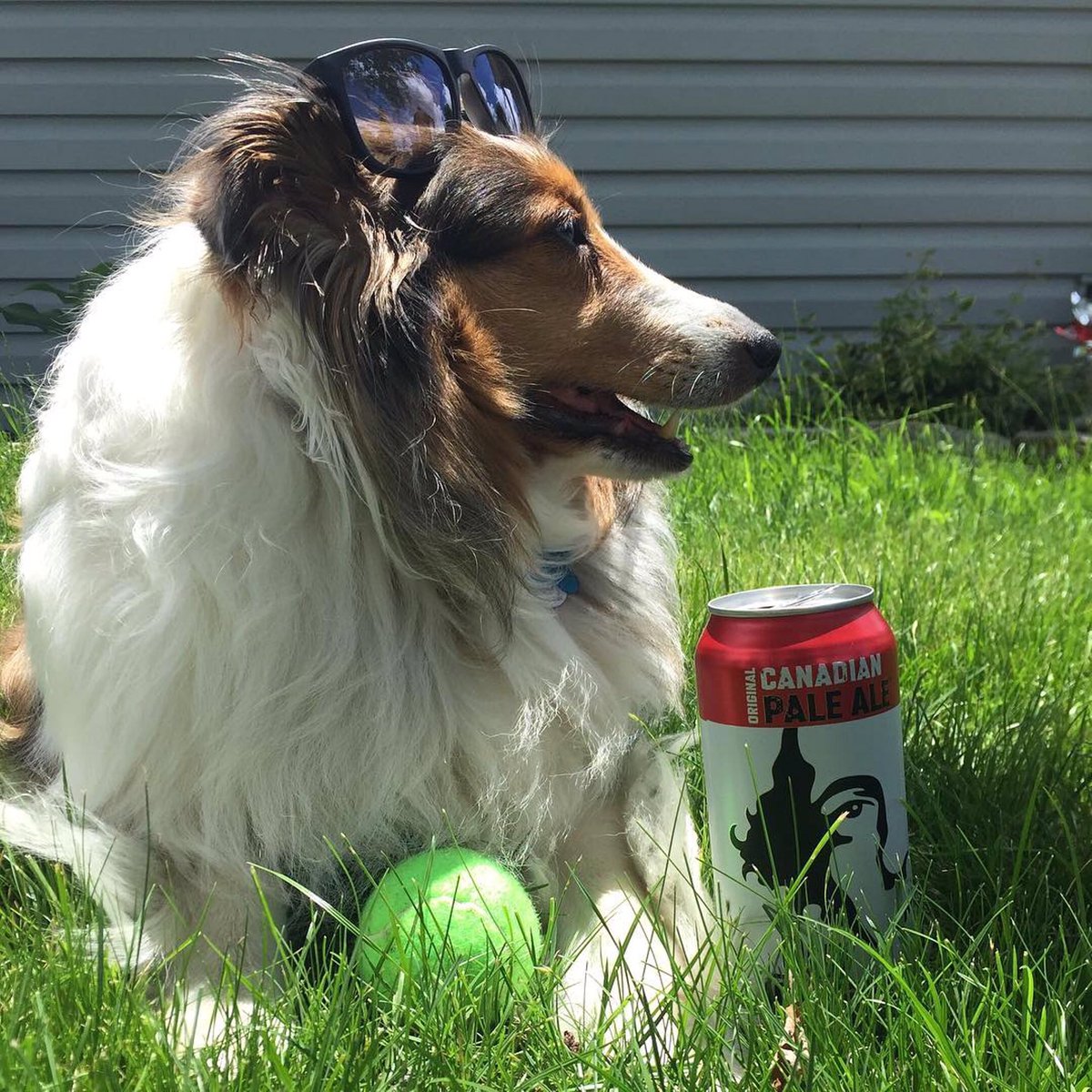 TomorrowBrewCo's tweet photo. It's the last day to enter the #OldTomorrow summer prize pack giveaway! ๐ป๐ป See pinned post for details ๐ ๐ท dangerously_fluffy via Instagram https://t.co/ZoALmBKDyt