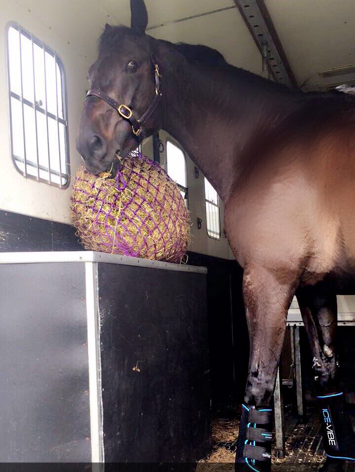 corish_joanne's tweet photo. Double clear for stringer, today in the o/cnc* at lisgarvan 😎✨❤️ #amorpolo https://t.co/G3AvuDMK1o