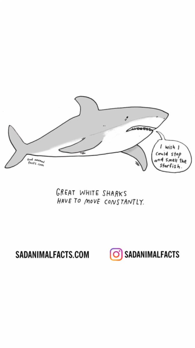 Lacy_25's tweet photo. ITS SHARK WEEEEKKK!!!!!!!!! #BadWeekToBeASeal https://t.co/66CWRj1AE0