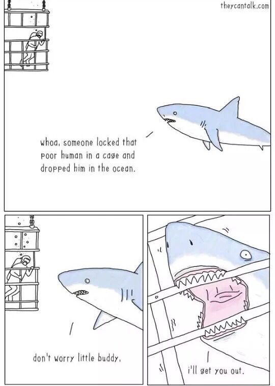 Lacy_25's tweet photo. ITS SHARK WEEEEKKK!!!!!!!!! #BadWeekToBeASeal https://t.co/66CWRj1AE0