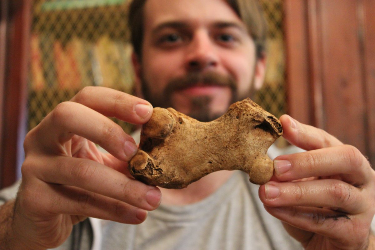TheDigVenturers's tweet photo. THIS IS WHAT A SEAL'S LEFT FEMUR LOOKS LIKE #Lindisfarne #FlipperFlapper https://t.co/KcGfWG7UiS
