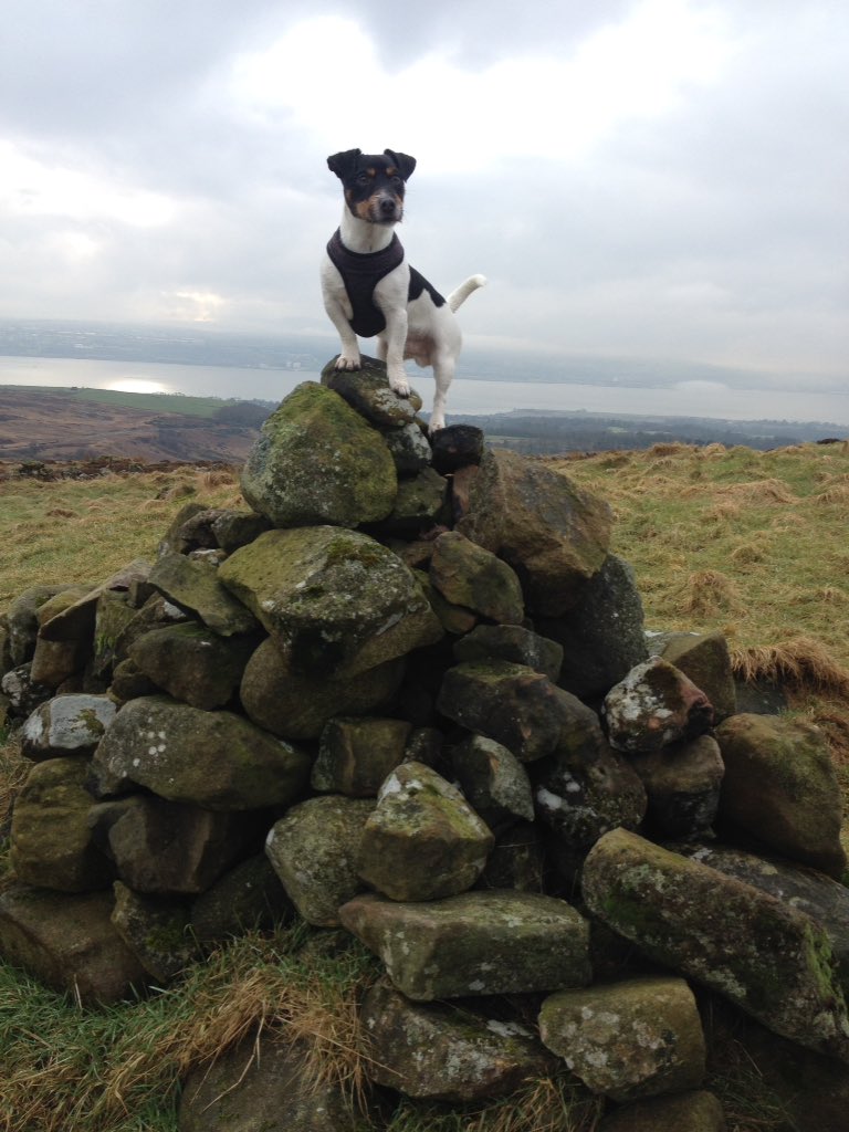 magic_gordon83's tweet photo. @JackRussellPic #Chico #17month https://t.co/crlnosF5MQ