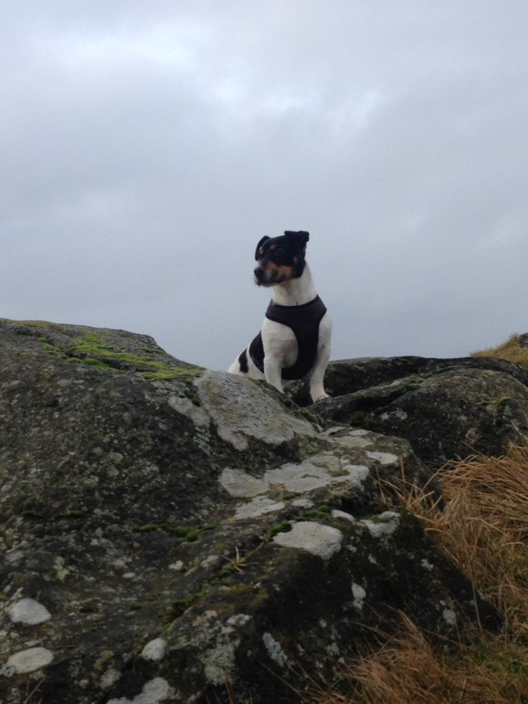 magic_gordon83's tweet photo. @JackRussellPic #Chico #17month https://t.co/crlnosF5MQ