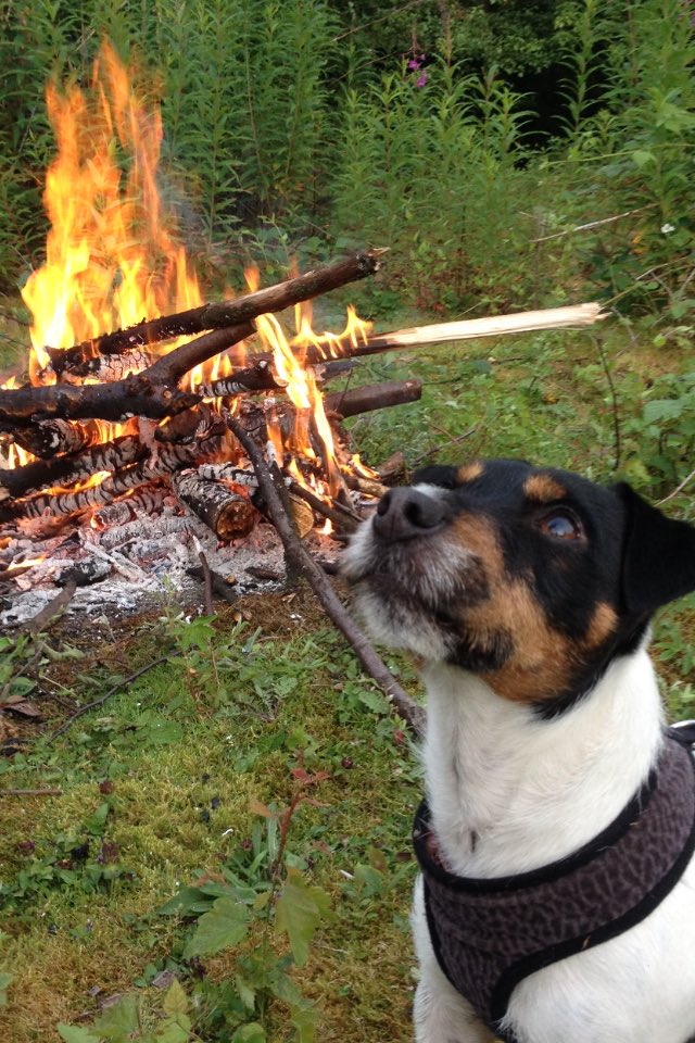 magic_gordon83's tweet photo. @JackRussellPic #Chico #17month https://t.co/crlnosF5MQ