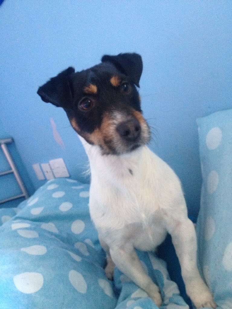 magic_gordon83's tweet photo. @JackRussellPic #Chico #17month https://t.co/crlnosF5MQ