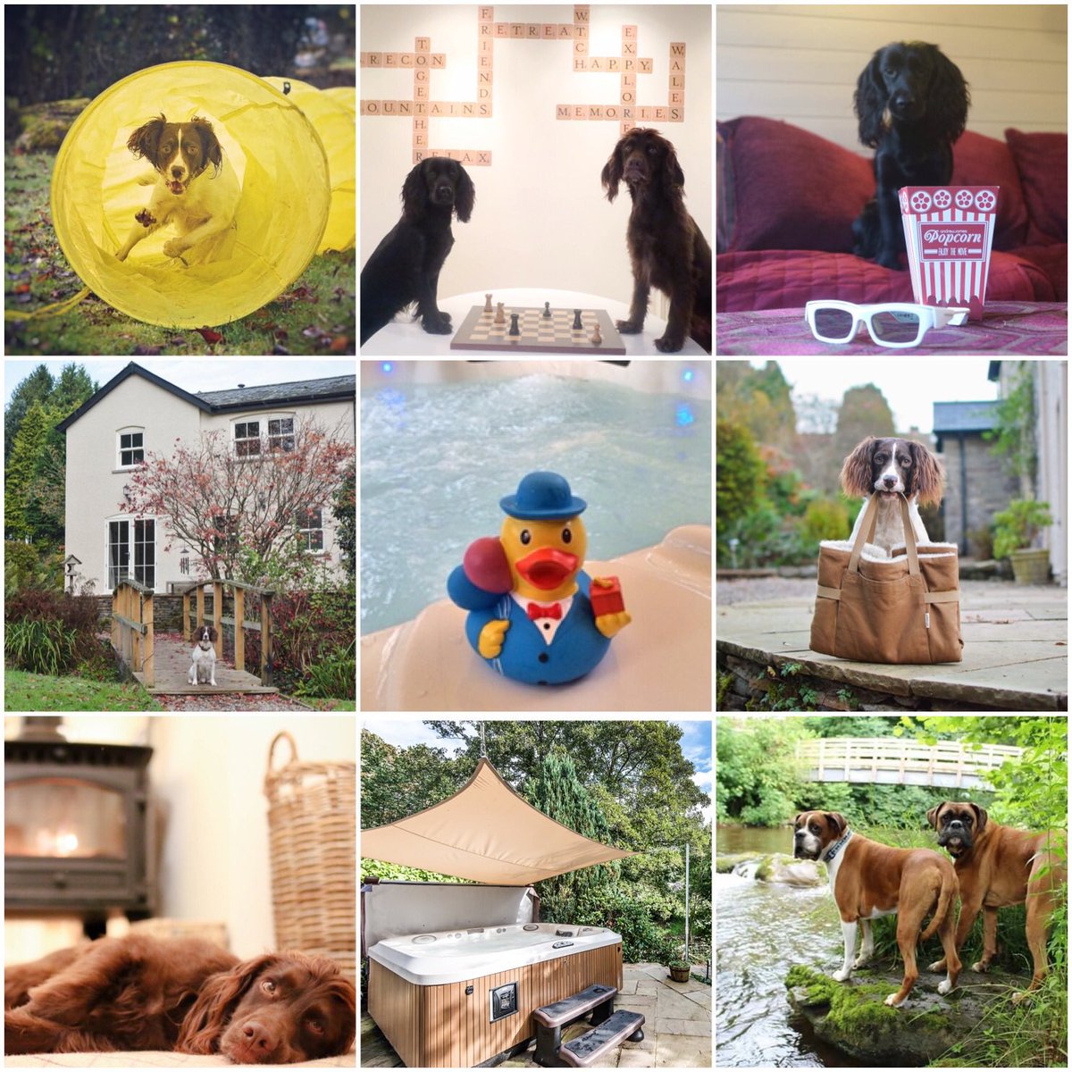 BreconRetreat's tweet photo. @TheoPaphitis Looking for 5 ⭐️ Luxury #HolidayHomes with Hot Tubs that u can take your 4-legged friend?
#DogFriendly 🐶💕
#EcoFriendly 🌿
#SBS https://t.co/clA2OjcUcv