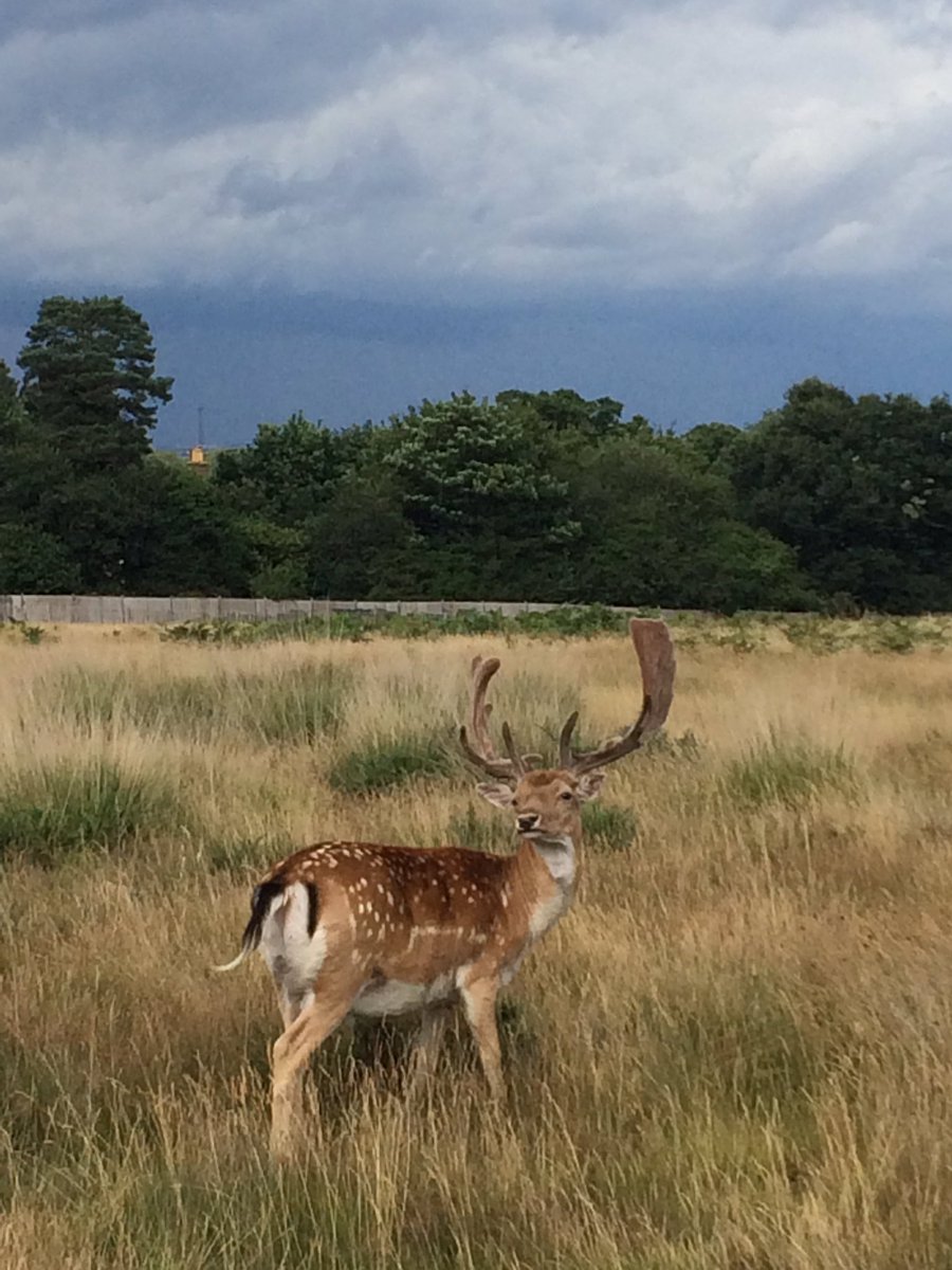 48peakslater's tweet photo. Moody skies, fallow deer 🦌 &amp; awesome new @SalomonSports speedcross trail running shoes #notmissingthemountains #amreally https://t.co/uNVRtwUuei