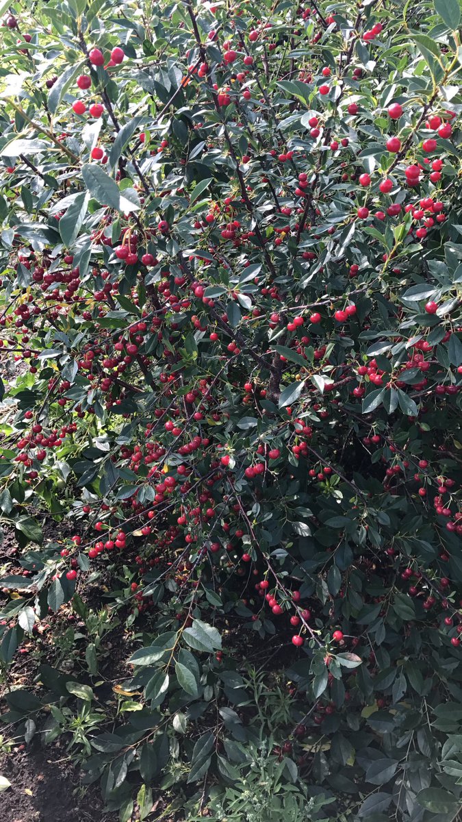 StephanieDreg's tweet photo. After planting them ten years ago cherries finally came in good!  #cherriesfordays #thanksmomforthefreeupick https://t.co/coiHY1Flm8