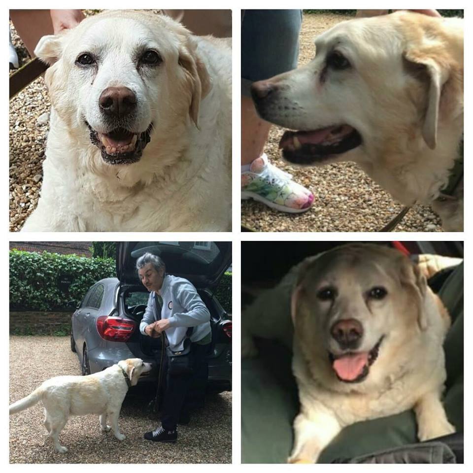 GMLProject6US's tweet photo. To Alex for loving and caring for Abby :) #georgemichael #LoveAllAnimals #ThankUAlex https://t.co/e1MplYxAZ3