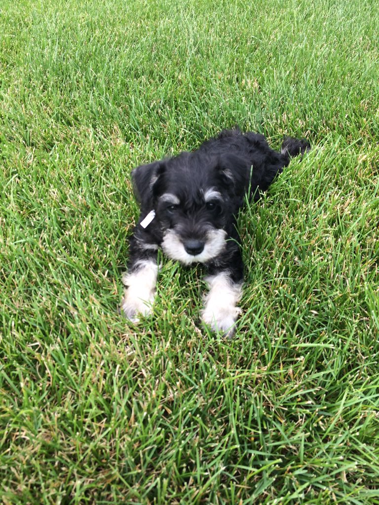 anneward825's tweet photo. Latest addition to the family https://t.co/EiPqcNf2eE