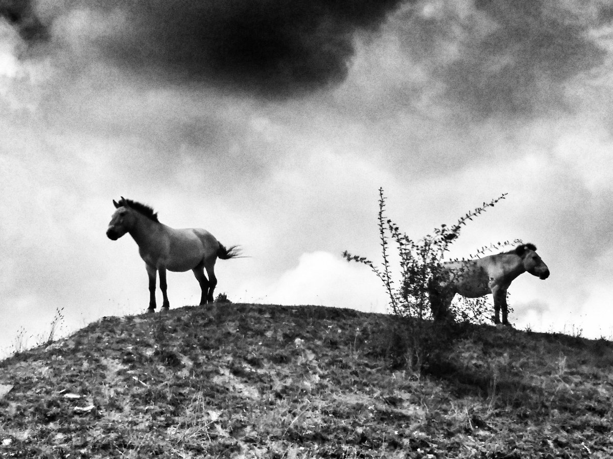 whatzefox's tweet photo. Przewalski horses #wildlife https://t.co/m3CSvXz3Ob