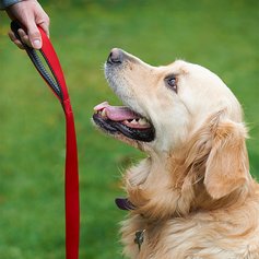 SALE Only $14.99 for 3 days only. Zulily Debut - For worry free dog walks.#dogs zulily.com/e/zulily-debut…