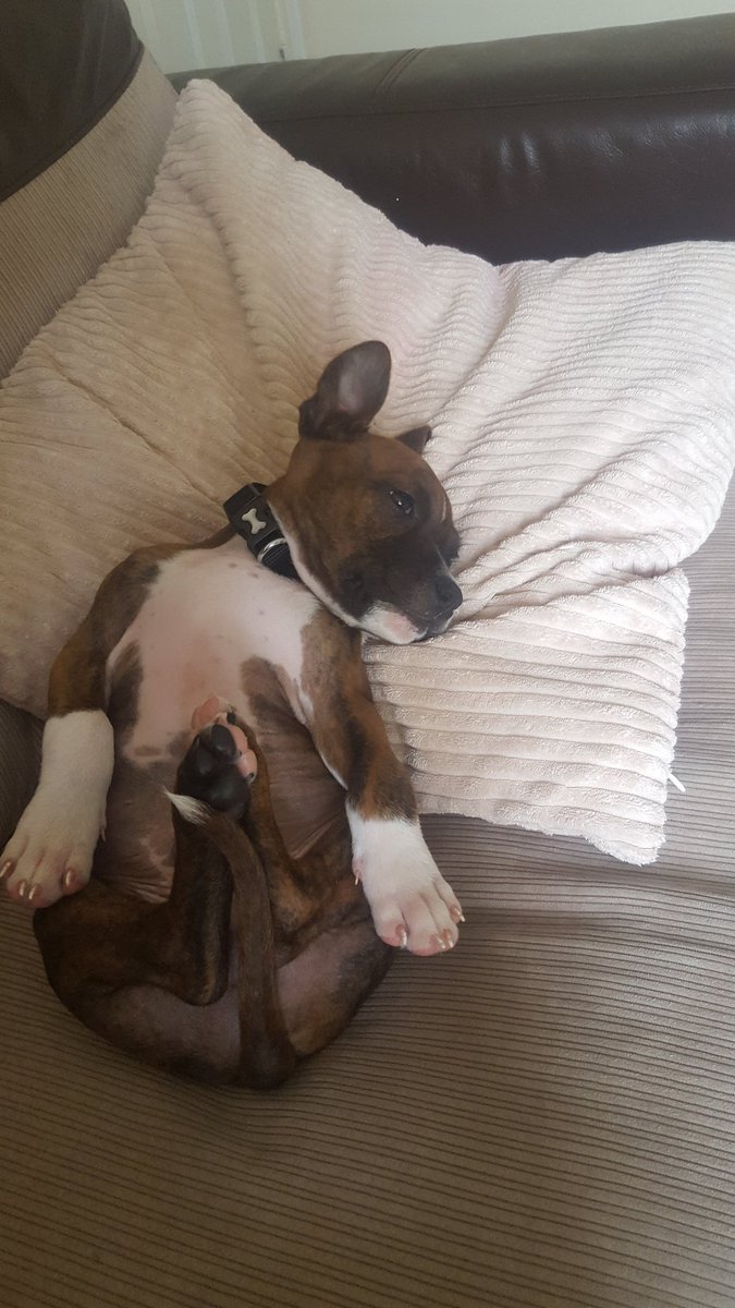 billyt1991's tweet photo. @SarahMillican75 Sunday's are too much for Drago the staffy 😂🐶 https://t.co/m62Dw1dQnv