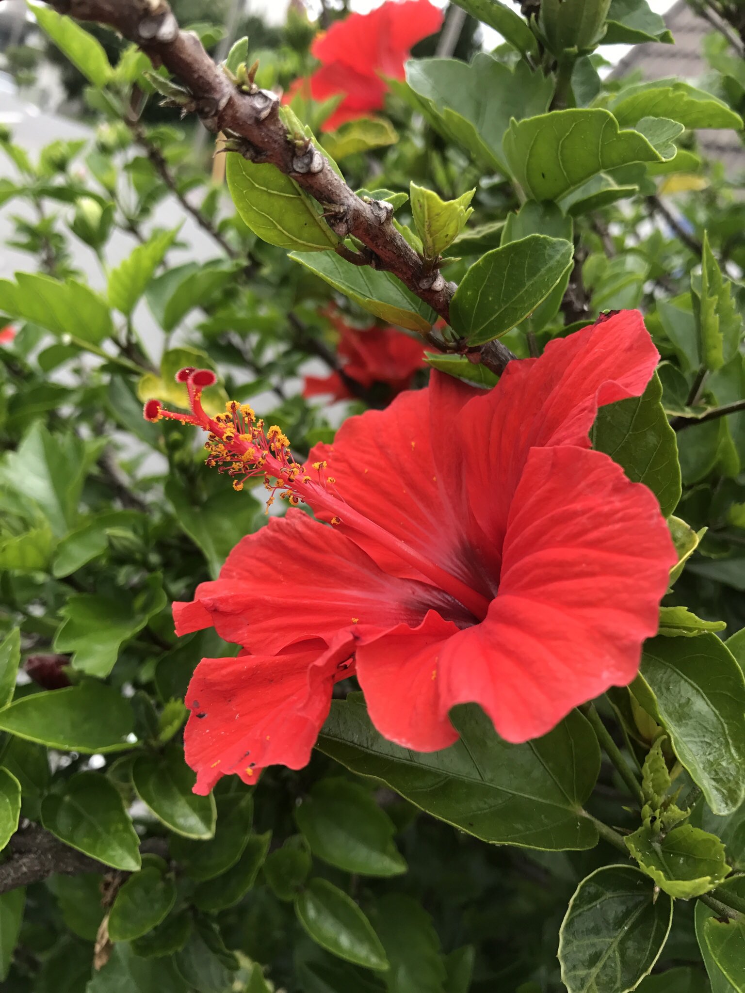 くさがめ ブッソウゲ Hibiscus Rosa Sinensis アオイ目 アオイ科 フヨウ属 17 6 11 東京都新島村 俗に言うハイビスカスとはおそらく本種のこと 本来ハイビスカスと言うとフヨウ属の植物全体を指す 本日の誕生花です T Co