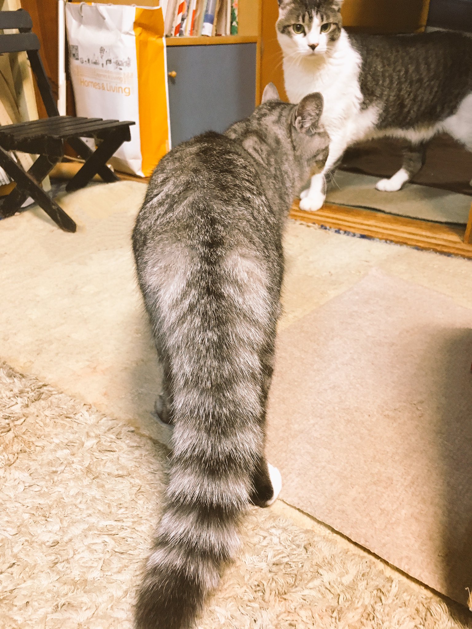 ココニャ 猫写真集 発売中 わたし えー前方に見えますのは ケンカ相手と遭遇して警戒マックスになった猫のシッポ でございま す胴体とおんなじサイズくらいまで膨らむのでございま す T Co Z8bqkhyb5c Twitter