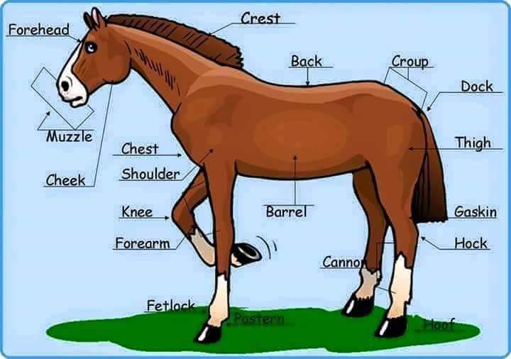 как переводится слово horse. части тела лошади на английском. лошадь по английскому. части тела лошади для детей. лошадь по английскому.