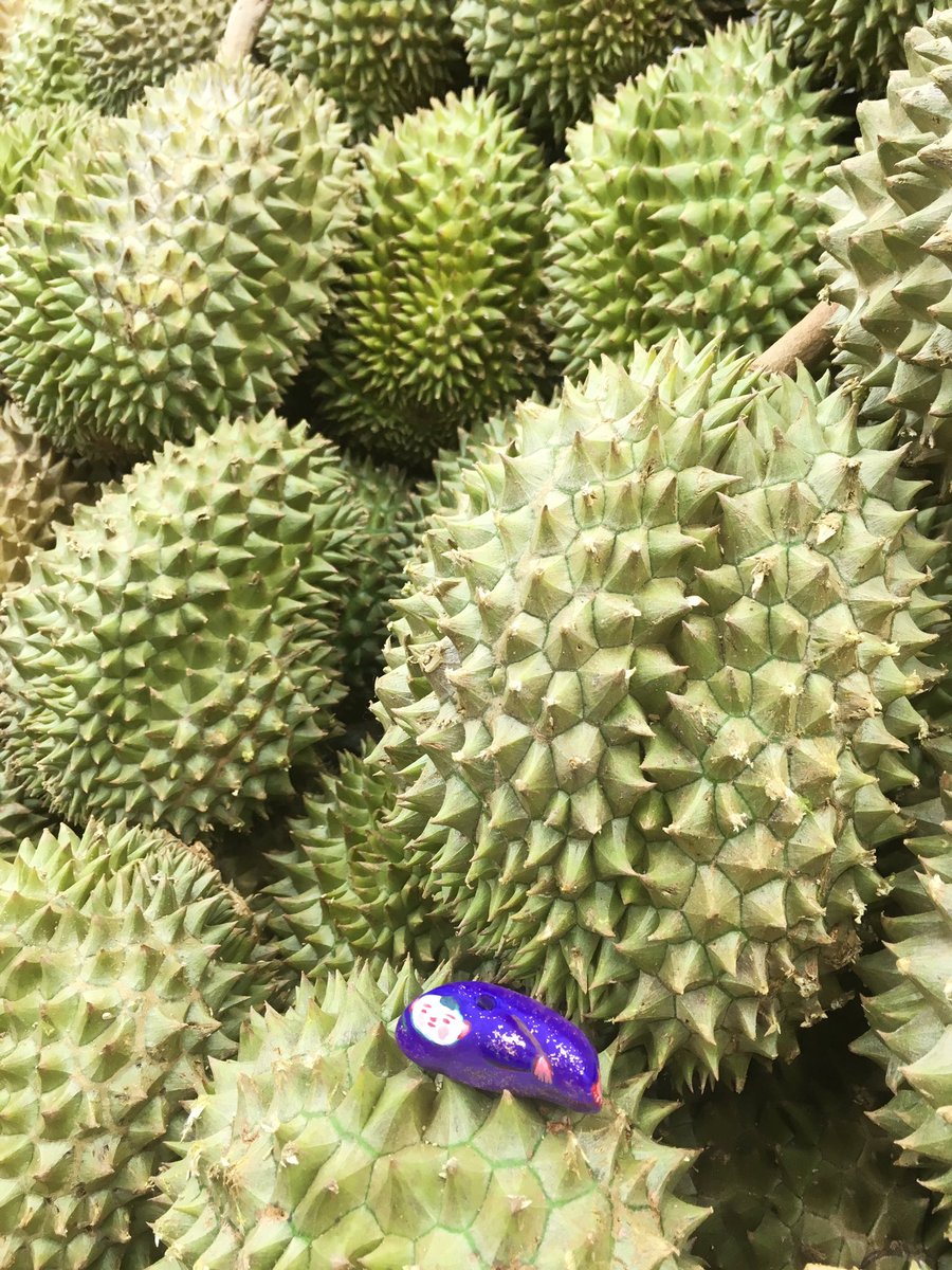 Chew1884's tweet photo. @MaruDeMocci #TenoriInori and #durian #Singapore https://t.co/gD34racXAl
