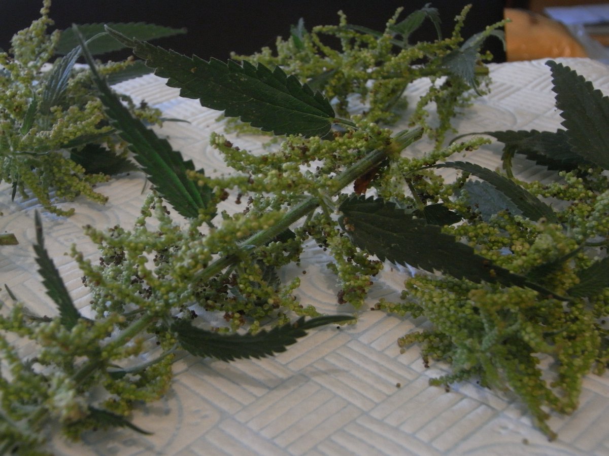 radicalhoneybee's tweet photo. Nettle seed foraging season has commenced! This year with my new three-tier drying rack!
#AdvancedForaging #LoveNettles #Hedgetemple https://t.co/EbJXx0T2cD