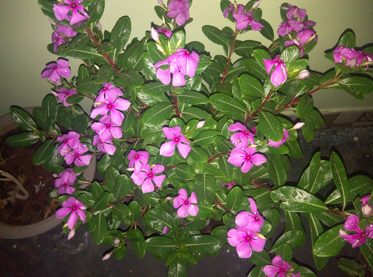 Alokpusti's tweet photo. Perfect shot ( The Small flower tree
 🌲. ) 😋😋
Camera 📷 - Coolpad note 3 lite @CoolpadInd
 #coolpadnote3lite #photography #NOFILTER https://t.co/0Qk9i3icWW