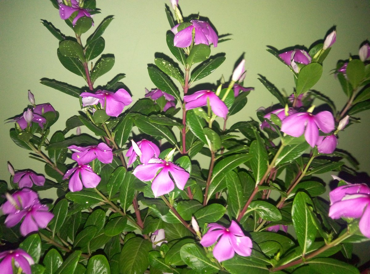 Alokpusti's tweet photo. Perfect shot ( The Small flower tree
 🌲. ) 😋😋
Camera 📷 - Coolpad note 3 lite @CoolpadInd
 #coolpadnote3lite #photography #NOFILTER https://t.co/0Qk9i3icWW