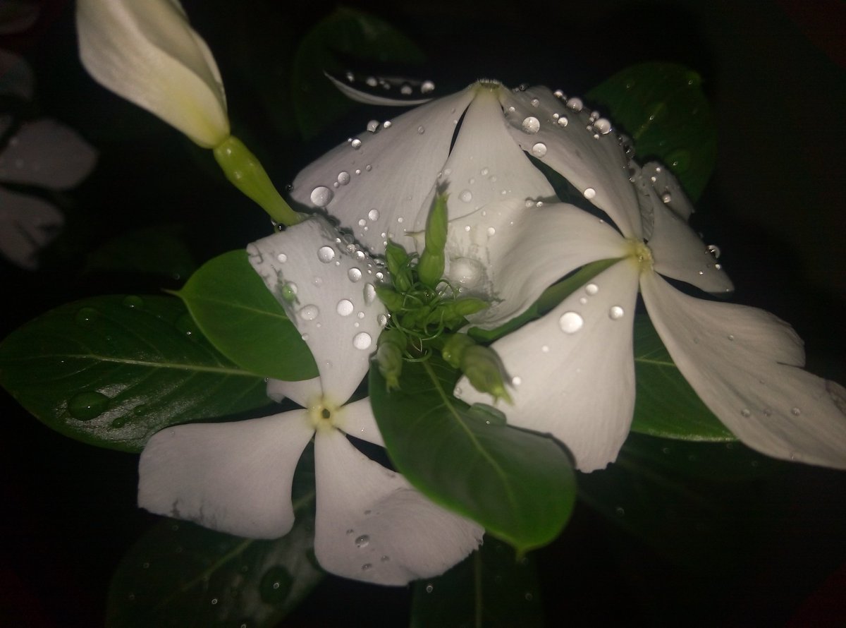 Alokpusti's tweet photo. Perfect shot ( The Small flower tree
 🌲. ) 😋😋
Camera 📷 - Coolpad note 3 lite @CoolpadInd
 #coolpadnote3lite #photography #NOFILTER https://t.co/0Qk9i3icWW