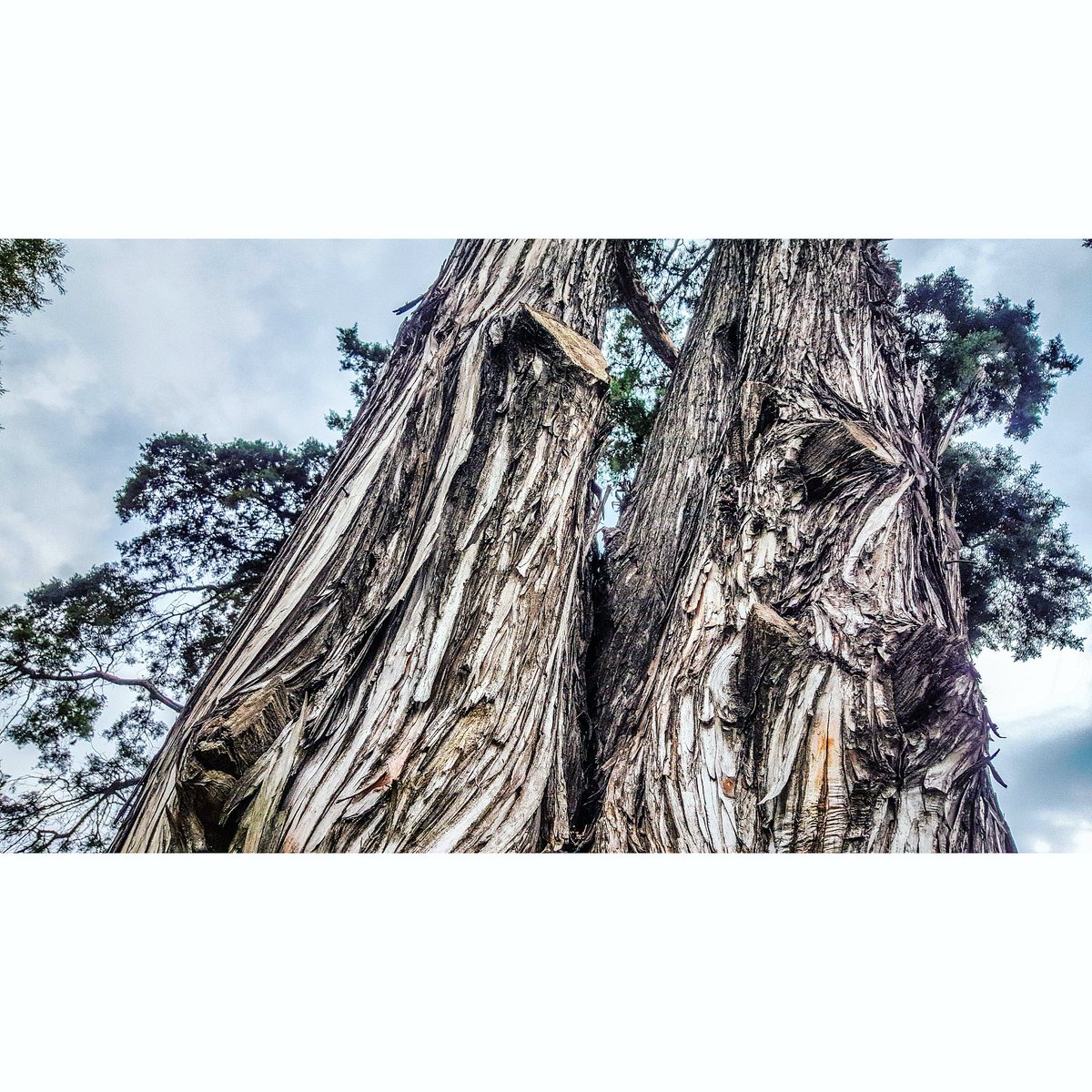 damianbenetucci's tweet image. Elonganding

#postrunning #stretching #park #sky
#clouds #buenosaires #city #draw #picoftheday #photooftheday #daylight #mothernature